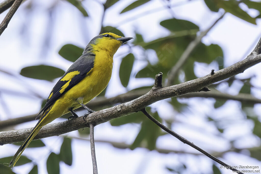 Minivet écarlate femelle adulte