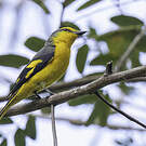 Minivet écarlate