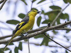 Scarlet Minivet