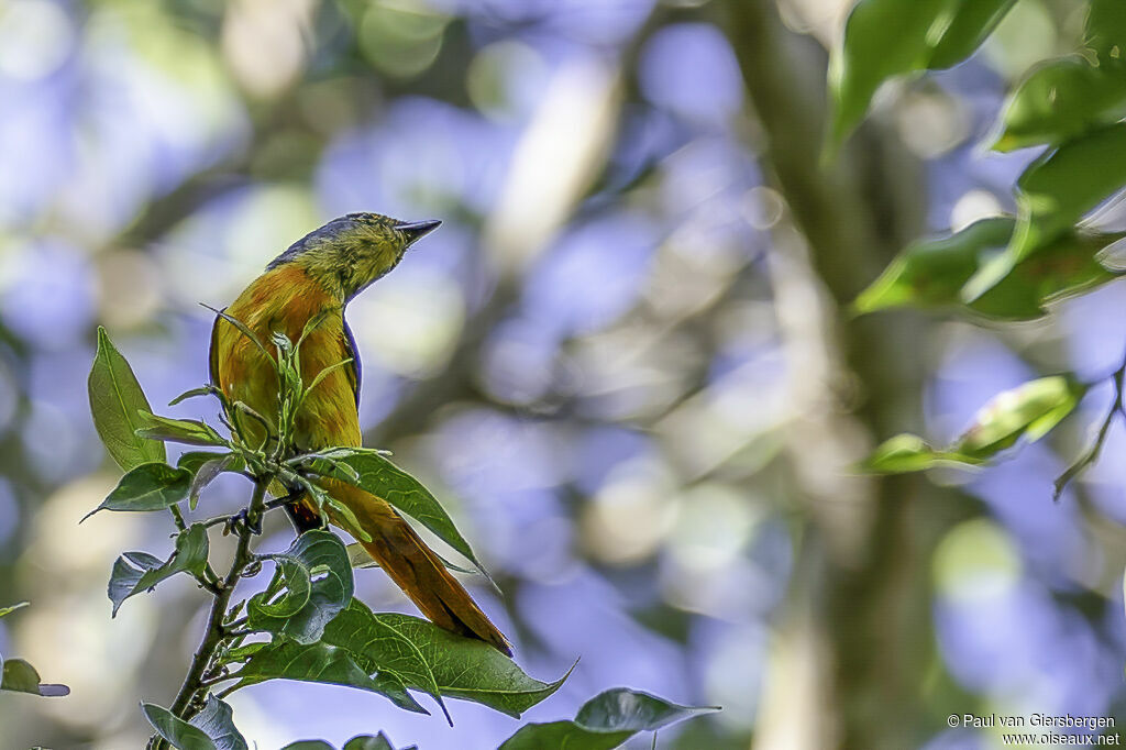 Fiery Minivet female adult