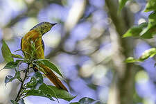 Minivet flamboyant