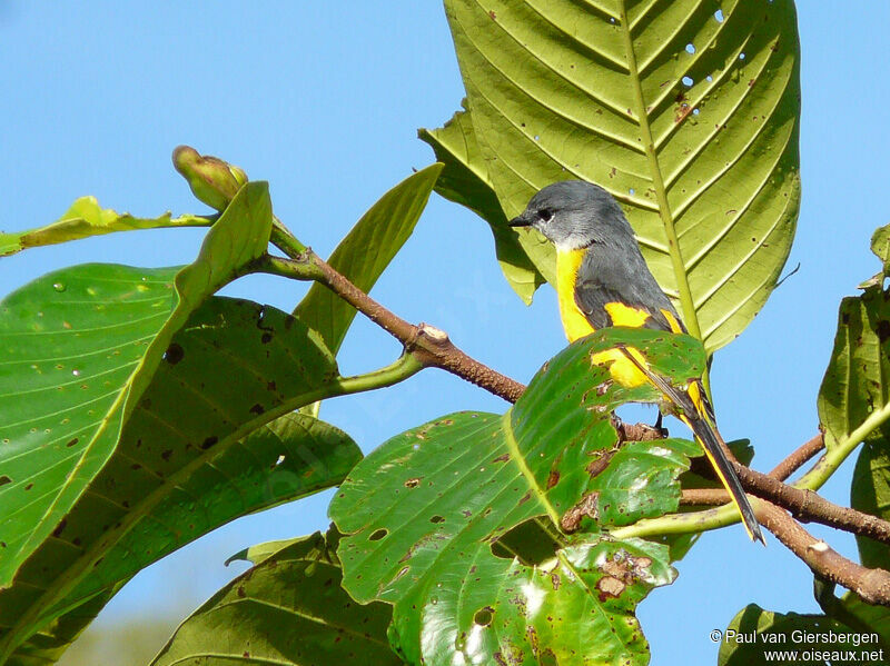 Grey-chinned Minivet female adult