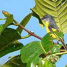 Minivet mandarin