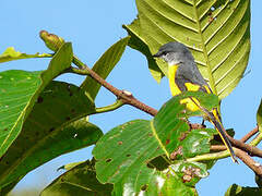 Grey-chinned Minivet