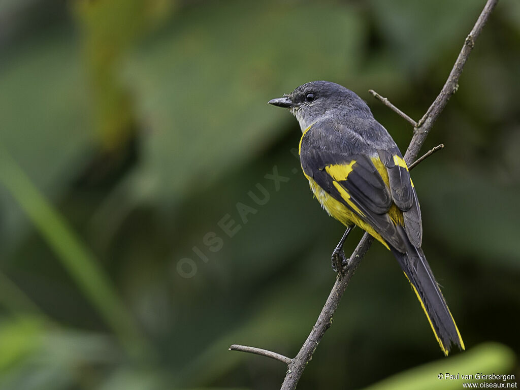 Minivet mandarin femelle adulte