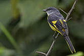 Minivet mandarin