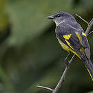 Minivet mandarin