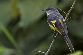 Grey-chinned Minivet