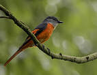 Minivet mandarin