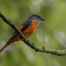 Minivet mandarin