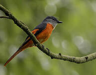 Minivet mandarin