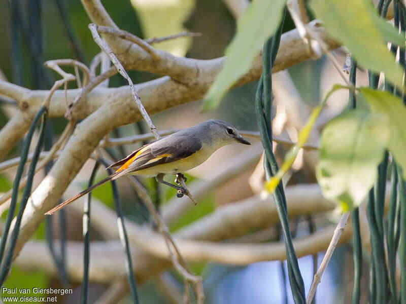 Small Minivet female adult, identification