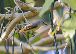 Small Minivet