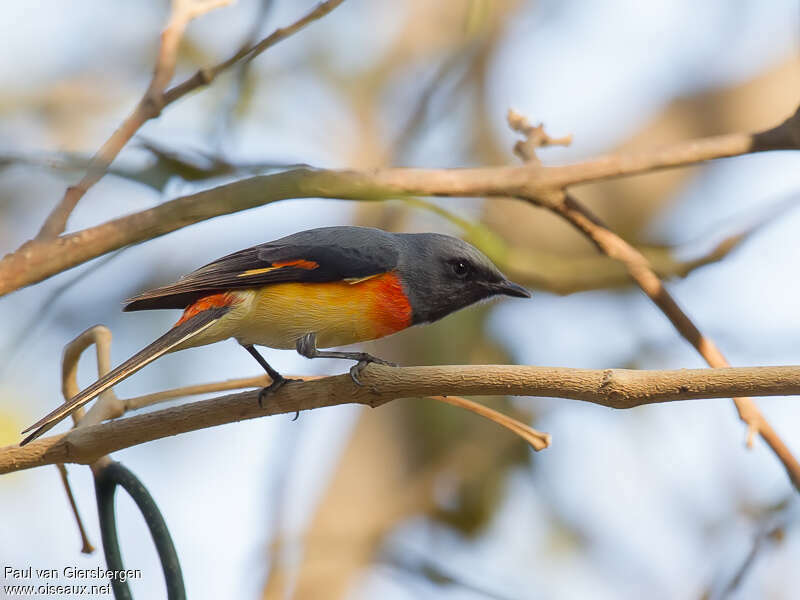 Minivet oranor mâle adulte, identification