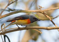 Minivet oranor