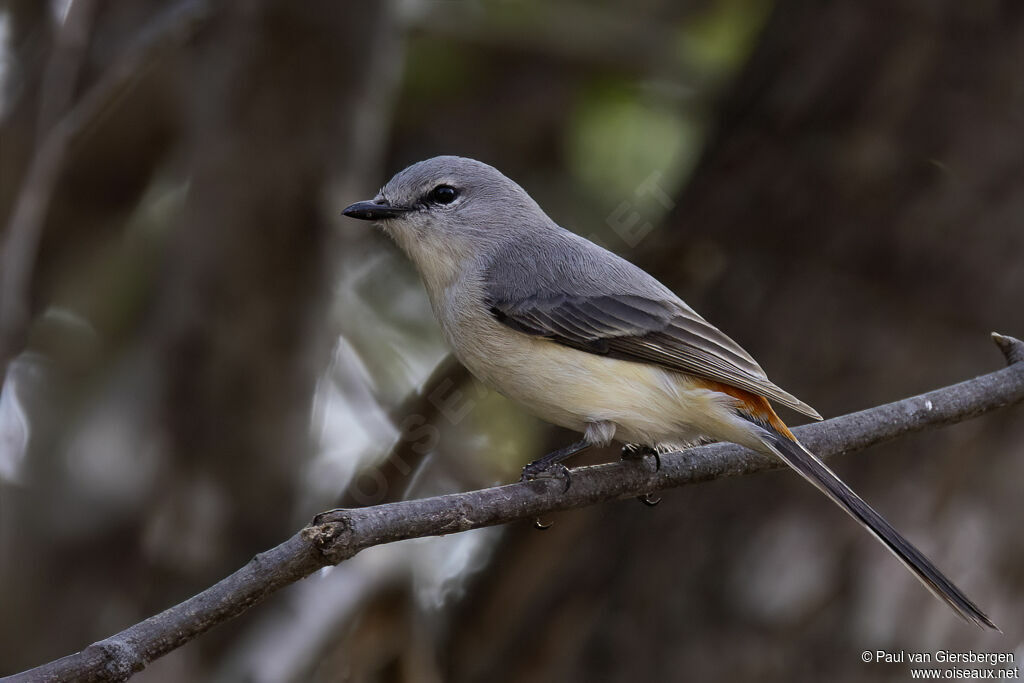 Minivet oranor