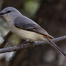 Minivet oranor