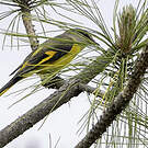 Minivet rouge