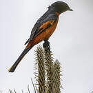 Minivet rouge