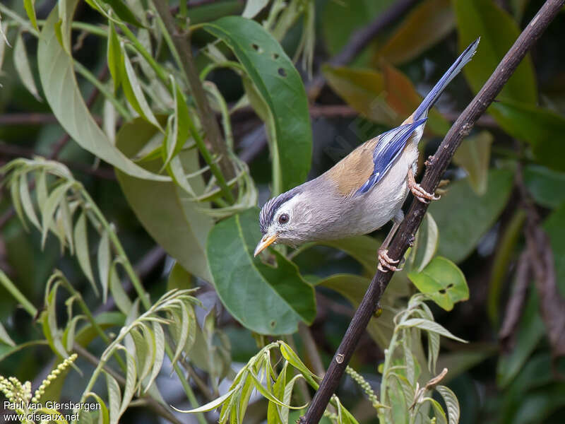 Blue-winged Minlaadult, Behaviour