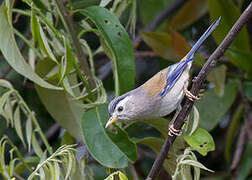 Blue-winged Minla