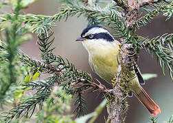 Red-tailed Minla