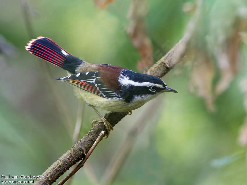 Red-tailed Minla male adult, identification