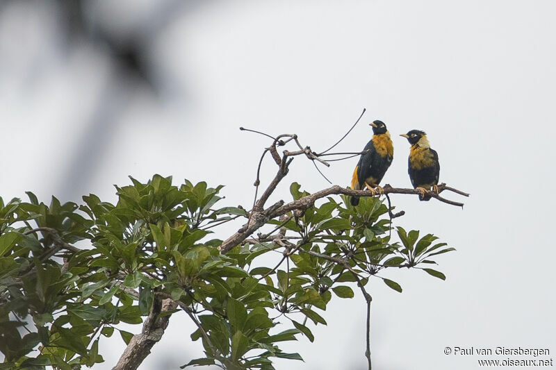 Golden Myna