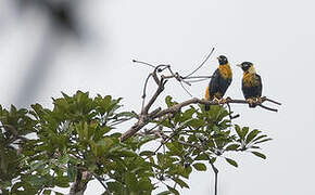 Golden Myna