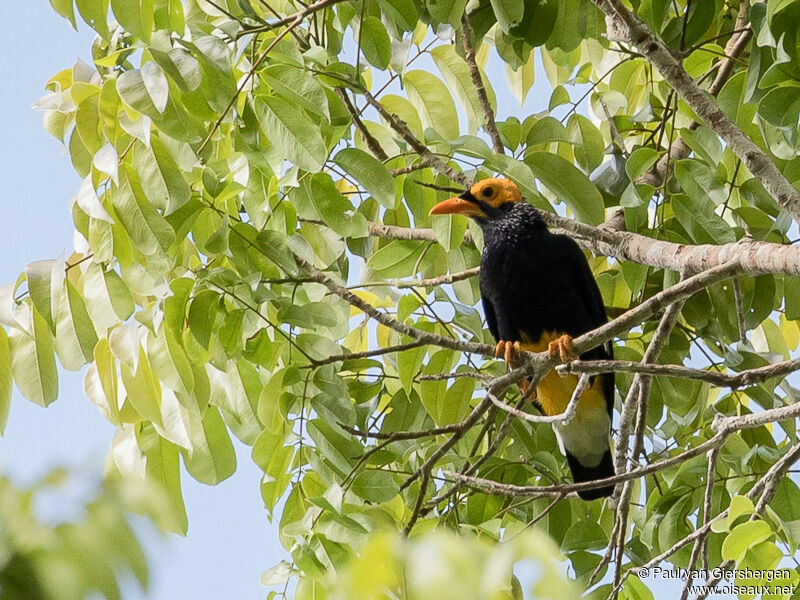 Yellow-faced Myna