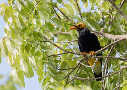 Yellow-faced Myna