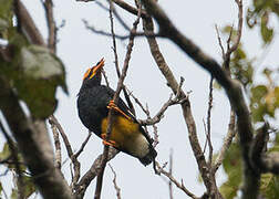 Yellow-faced Myna