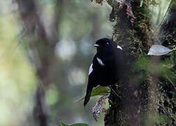 White-winged Robin