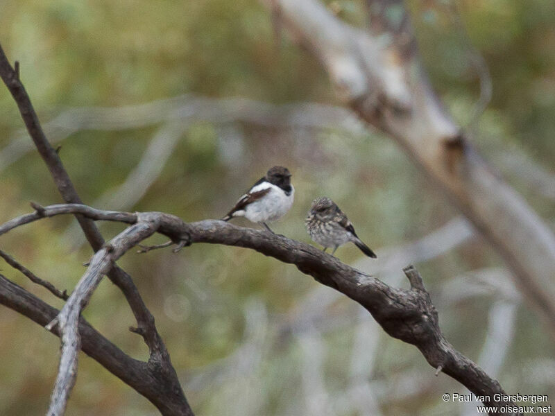 Hooded Robin