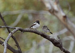 Hooded Robin