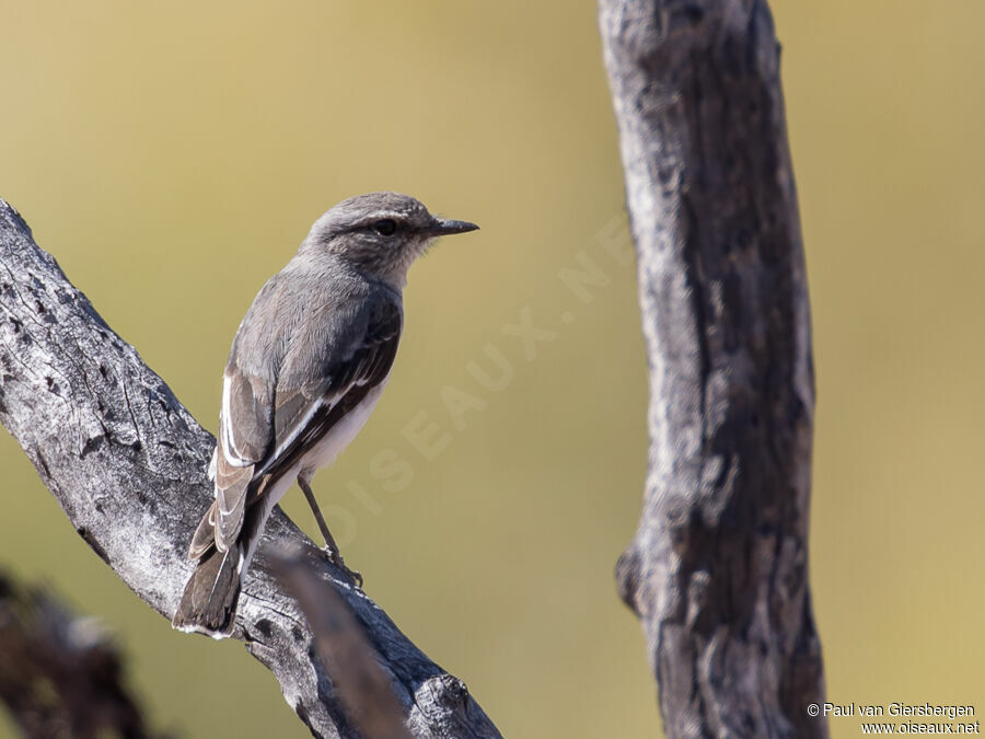 Hooded Robin female adult