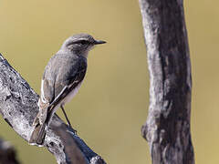 Hooded Robin