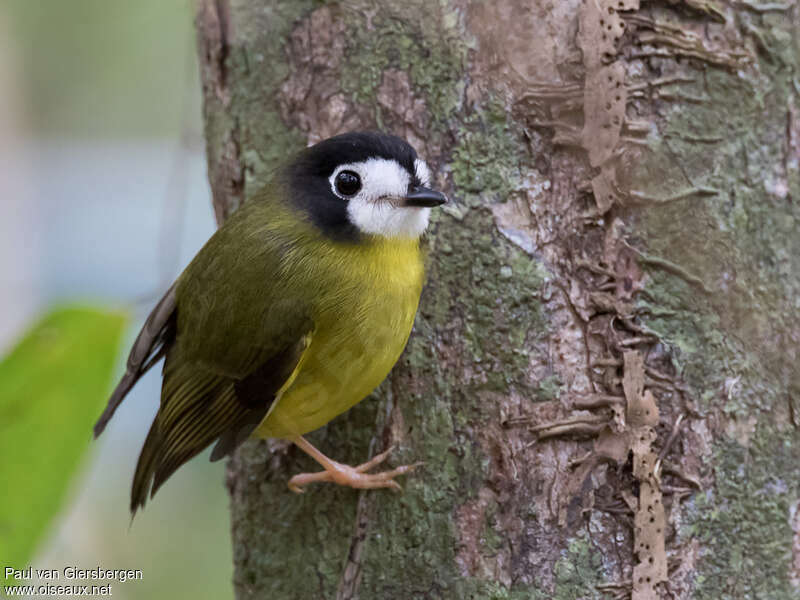 White-faced Robinadult, identification