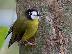 White-faced Robin