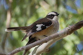 Buff-sided Robin