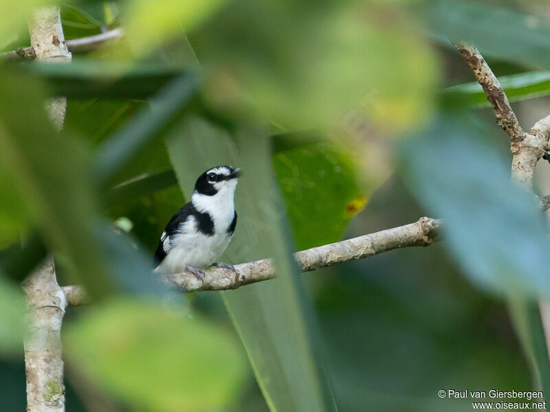 Black-sided Robin