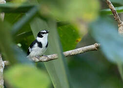 Black-sided Robin