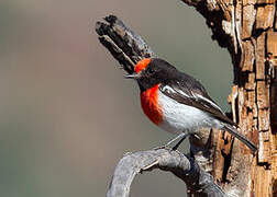 Red-capped Robin