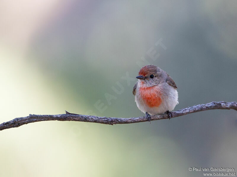 Red-capped Robin