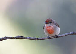 Red-capped Robin