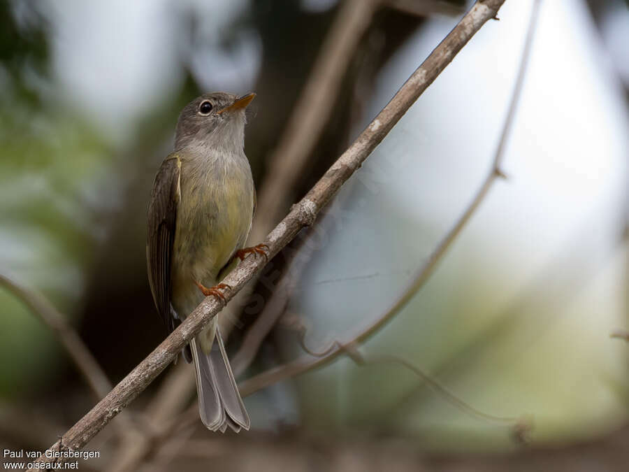 Yellow-legged Flyrobinadult