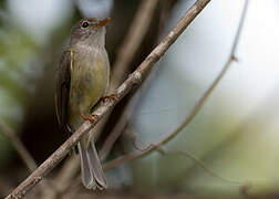 Yellow-legged Flyrobin