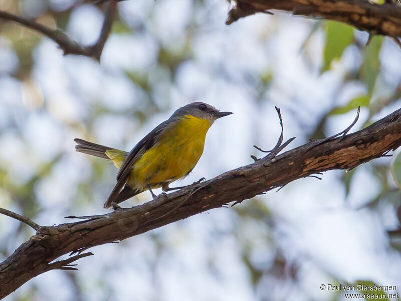 Eastern Yellow Robin