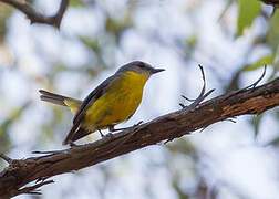 Eastern Yellow Robin