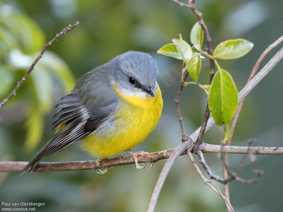 Eastern Yellow Robinadult, habitat